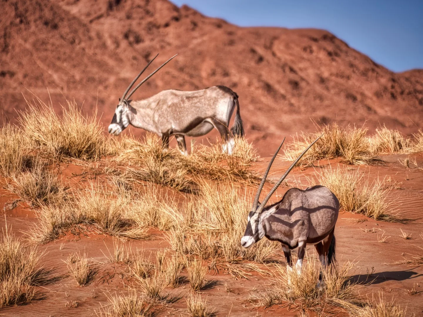 Sesriem -> Désert du Kalahari